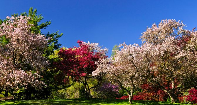 Blooming Fruit Trees In Spring Park